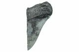 Partial Fossil Megalodon Tooth - Serrated Edge #277430-1